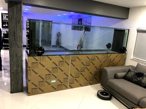 Aquarium «Neptunes Aquariums», reviews and photos, 5329 W 20th Ave, Hialeah, FL 33012, USA