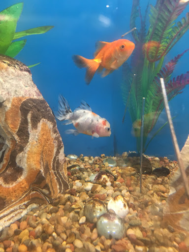 Pet Supply Store «PetSmart», reviews and photos, 39410 Argonaut Way, Fremont, CA 94538, USA