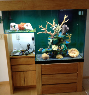 Aquarium «Advanced Aquarium Services», reviews and photos, 18451 152nd Ave N, Dayton, MN 55327, USA