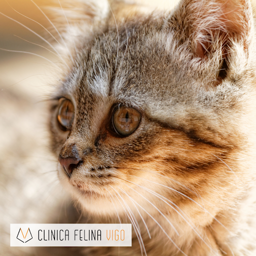 Clínica Felina Vigo Veterinario Especialista En Gatos en Vigo