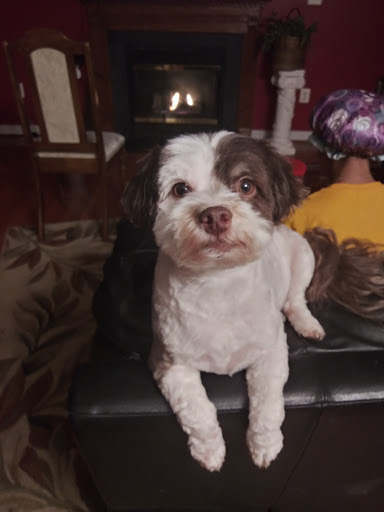 Pet Supply Store «PetSmart», reviews and photos, 13337 Worth Ave, Woodbridge, VA 22192, USA