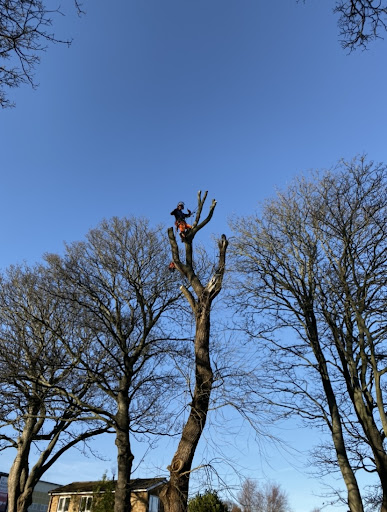 Deluxe Tree Surgeons Ltd