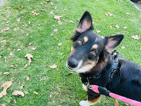 Sweet Walks Beverly Hills VIP Pet Care, LLC - Photo 3 - Car repair in , Los Angeles