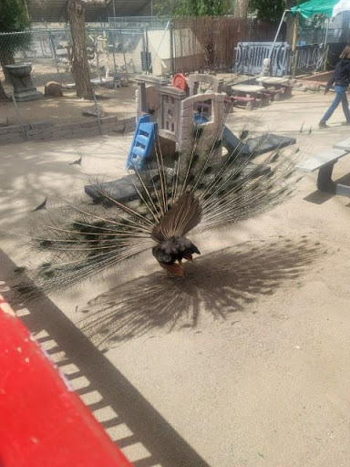 Zoo «Sierra Safari Zoo», reviews and photos, 10200 N Virginia St, Reno, NV 89506, USA