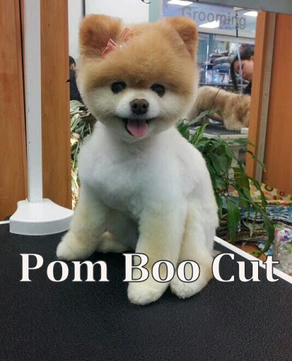 Pet Groomer «Tidy Dog Pet Supply & Salon», reviews and photos, 2612 Lebanon Pike A, Nashville, TN 37214, USA