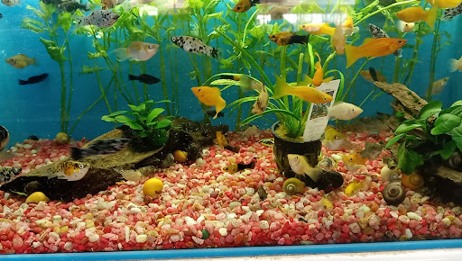 Pet Supply Store «Pet Supermarket», reviews and photos, 5805 State Bridge Rd, Duluth, GA 30097, USA