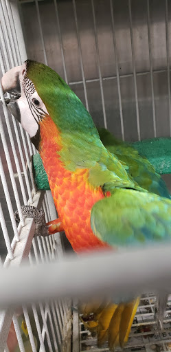 Pet Store «El Granero Pet Shop», reviews and photos, 15700 Atlantic Ave, Compton, CA 90221, USA