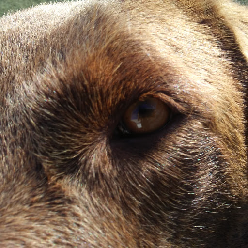 Pet Supply Store «Centinela Feed & Pet Supplies», reviews and photos, 4700 Pacific Coast Hwy, Long Beach, CA 90804, USA