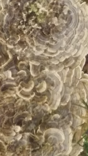 Flowers By Minerva, 5403 Bissonnet St, Houston, TX 77081, USA, 