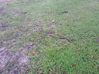 Must Love Dogs Park - Photo 8 - Car repair in Gainesville, FL, Gainesville