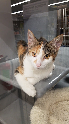 Pet Supply Store «PetSmart», reviews and photos, 1410 NE 23rd St, Pompano Beach, FL 33062, USA