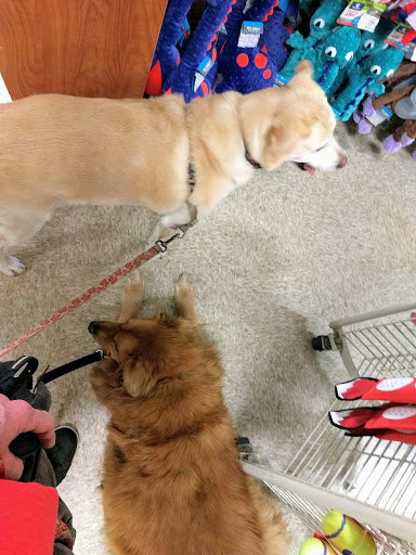 Pet Supply Store «PetSmart», reviews and photos, 13241 Gateway Center Dr, Gainesville, VA 20155, USA