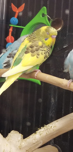 Pet Supply Store «PetSmart», reviews and photos, 132 NJ-31, Flemington, NJ 08822, USA