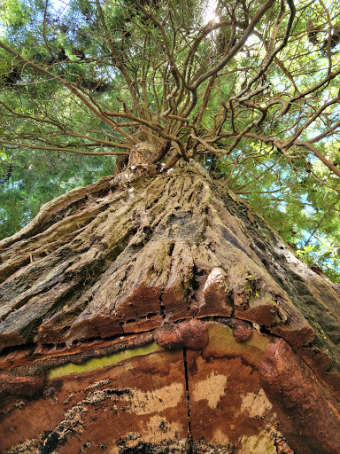 Tourist Attraction «Klamath Tour Thru Tree», reviews and photos, 430 California 169, Klamath, CA 95548, USA