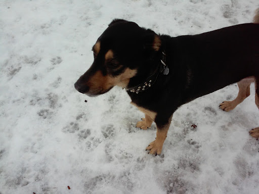 Dog Park «St. Anthony Parkway Off-Lease Dog Park», reviews and photos, 700 St Anthony Pkwy, Minneapolis, MN 55418, USA