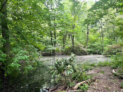 Azalea Pond image 4