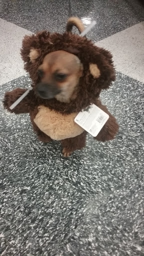 Pet Supply Store «Petco Animal Supplies», reviews and photos, 430 N Euclid St, Anaheim, CA 92801, USA