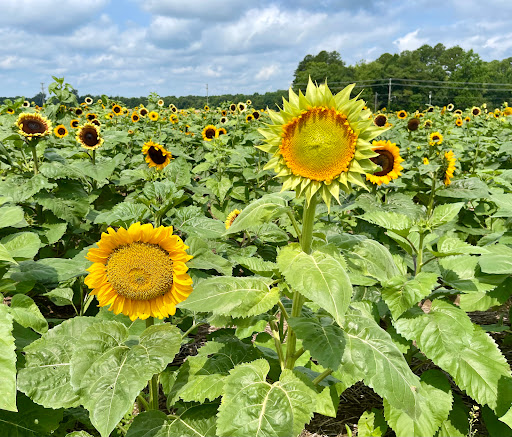 Fruit and Vegetable Store «Henley Farm», reviews and photos, 3513 Charity Neck Rd, Virginia Beach, VA 23456, USA