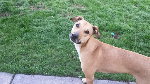 Pet Supply Store «Petco Animal Supplies», reviews and photos, 1145 N Hermitage Rd, Hermitage, PA 16148, USA