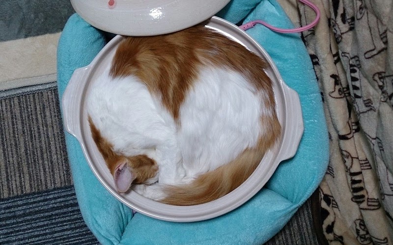 ねこカフェ猫八、キャットホテル猫八