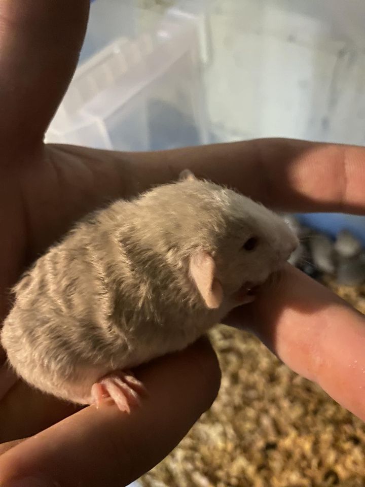 Iowa Rodents Rats, Mice, & Hamsters
