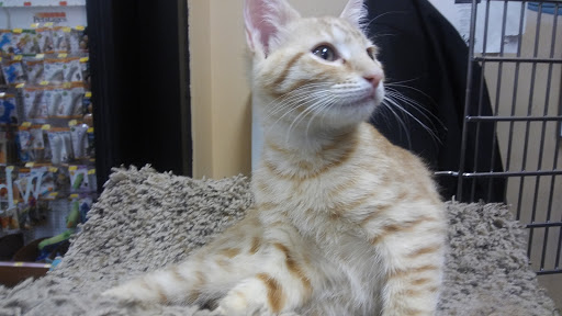 Pet Supply Store «PetSmart», reviews and photos, 1705 Mall of Georgia Blvd, Buford, GA 30519, USA