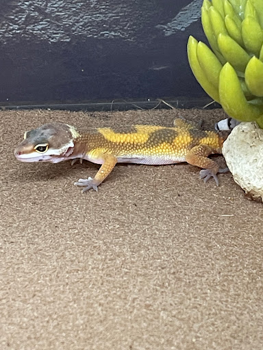 Pet Supply Store «Petco Animal Supplies», reviews and photos, 5994 Montana Ave, El Paso, TX 79925, USA