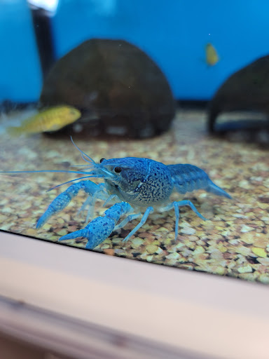 Pet Supply Store «Petco Animal Supplies», reviews and photos, 2421 Cranberry Hwy #206, Wareham, MA 02571, USA