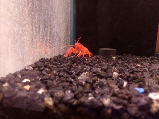 Tropical Fish Store «Fishland», reviews and photos, 13155 Westheimer Rd #114, Houston, TX 77077, USA