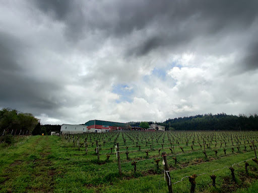 Vineyard «Archer Vineyard, Winery & Tasting Room», reviews and photos, 32230 NE Old Parrett Mountain Rd, Newberg, OR 97132, USA