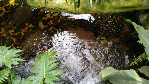 Zoo «Lied Jungle», reviews and photos, 916 D St, Omaha, NE 68107, USA