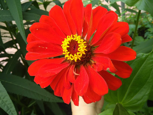 Botanical Garden «Beech Creek Botanical Garden & Nature Preserve», reviews and photos, 11929 Beech St NE, Alliance, OH 44601, USA