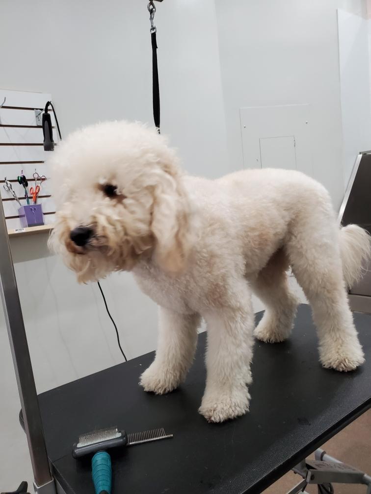 Shake and Tail Dog Grooming