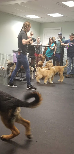 Pet Supply Store «Dogology», reviews and photos, 166 Albany Turnpike, Canton, CT 06019, USA
