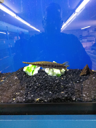 Tropical Fish Store «Aquatic Treasures/Bruces Pond Shop», reviews and photos, 20708 Gudith Rd, Brownstown Charter Twp, MI 48183, USA