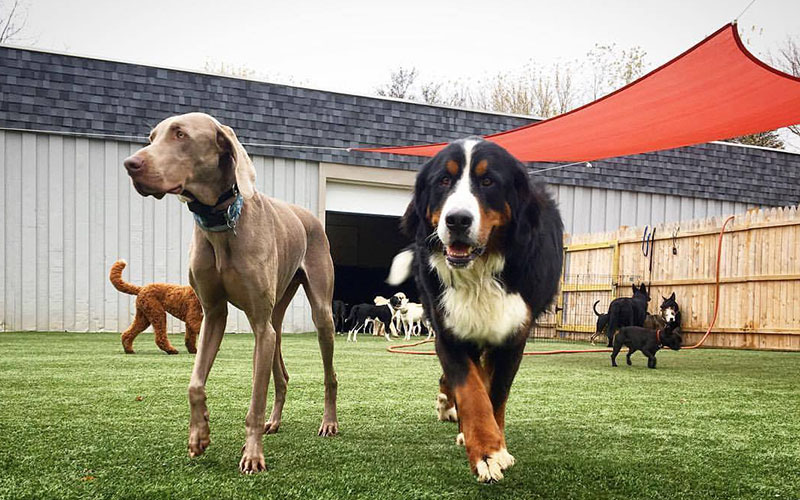 Upstate Canine Academy - Doggy Daycare Facility