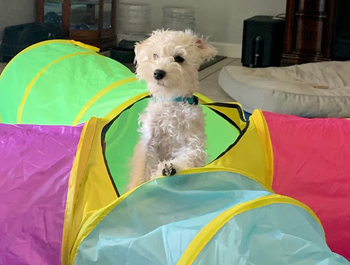 Pet Store «Puppies N Love», reviews and photos, 7700 W Arrowhead Towne Center, Glendale, AZ 85308, USA