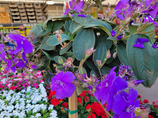 Home Improvement Store «The Home Depot», reviews and photos, 500 S Marengo Ave, Alhambra, CA 91803, USA