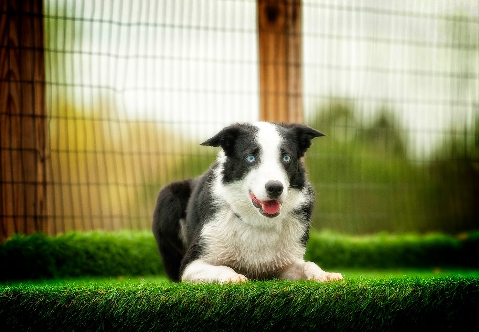 Georgia Dog Gym