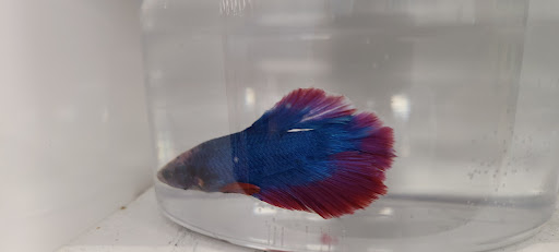 Pet Supply Store «Petco Animal Supplies», reviews and photos, 188 Kitts Ln, Newington, CT 06111, USA