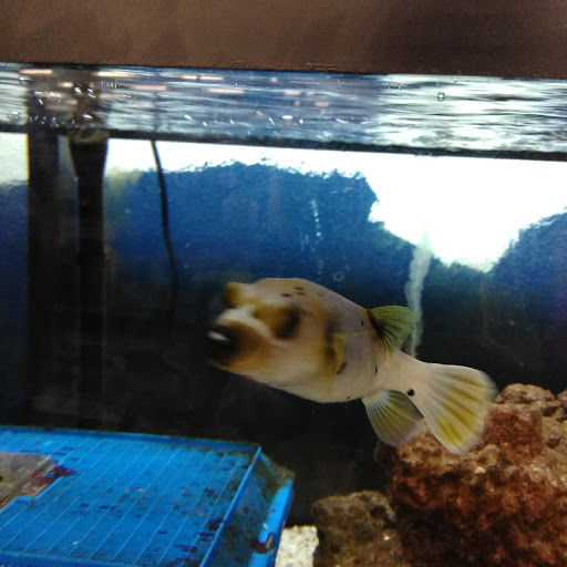 Pet Supply Store «Petco Animal Supplies», reviews and photos, 513 S Mason Rd, Katy, TX 77450, USA