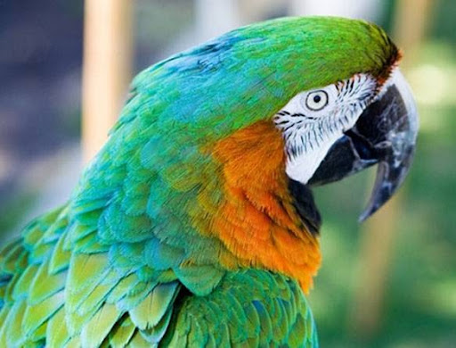 Pet Supply Store «The Animal Store», reviews and photos, 4364 Touhy Ave, Lincolnwood, IL 60712, USA