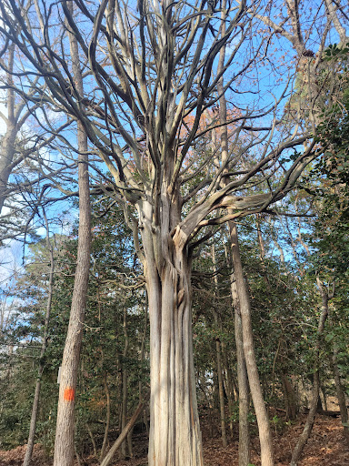 Nature Preserve «Maurice River Bluffs Preserve», reviews and photos, Silver Run Rd, Millville, NJ 08332, USA