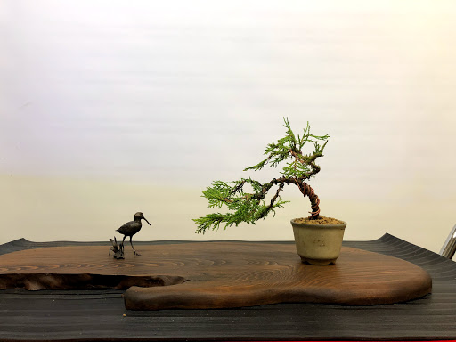 The Bonsai Shed