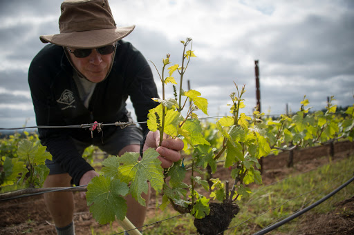 Winery «Argyle Winery», reviews and photos, 691 OR-99W, Dundee, OR 97115, USA