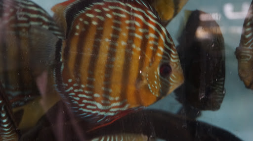 Tropical Fish Store «Jack Wattley Discus», reviews and photos, 6944 NE 4th Ave, Miami, FL 33138, USA