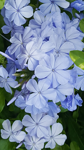 Botanical Garden «Zilker Botanical Garden», reviews and photos, 2220 Barton Springs Rd, Austin, TX 78746, USA