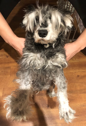 Pet Supply Store «PetSmart», reviews and photos, 6204 W Park Blvd, Plano, TX 75093, USA