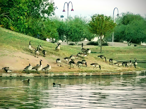 City Park «Steele Indian School Park», reviews and photos, 300 E Indian School Rd, Phoenix, AZ 85012, USA