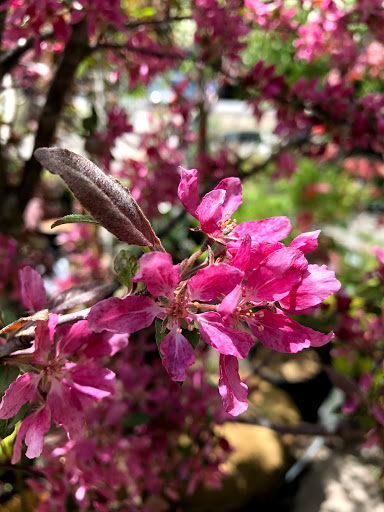 Garden Center «Stonewall Garden Center», reviews and photos, 4675 PA-447, Canadensis, PA 18325, USA